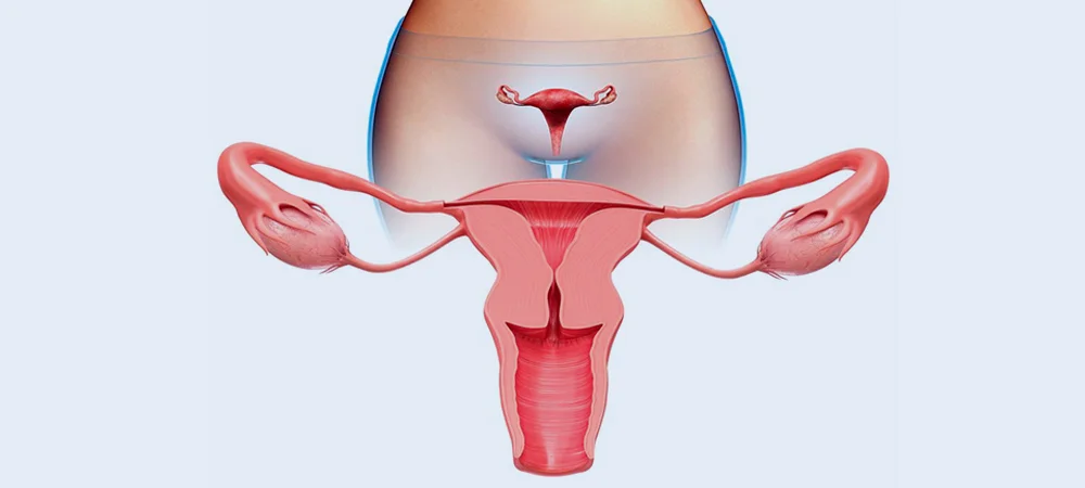 Female Reproductive System