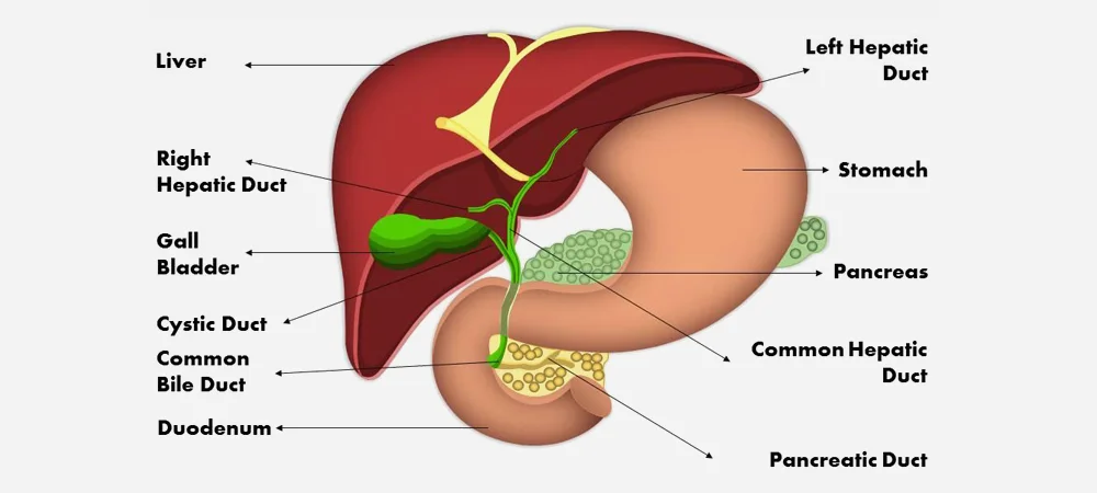 Hepato Biliary Diseases